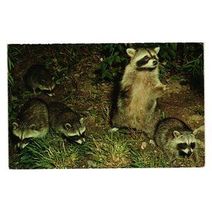 Family Of Raccoons Natural Color Postcard Published Modern Ad Butler PA Vintage
